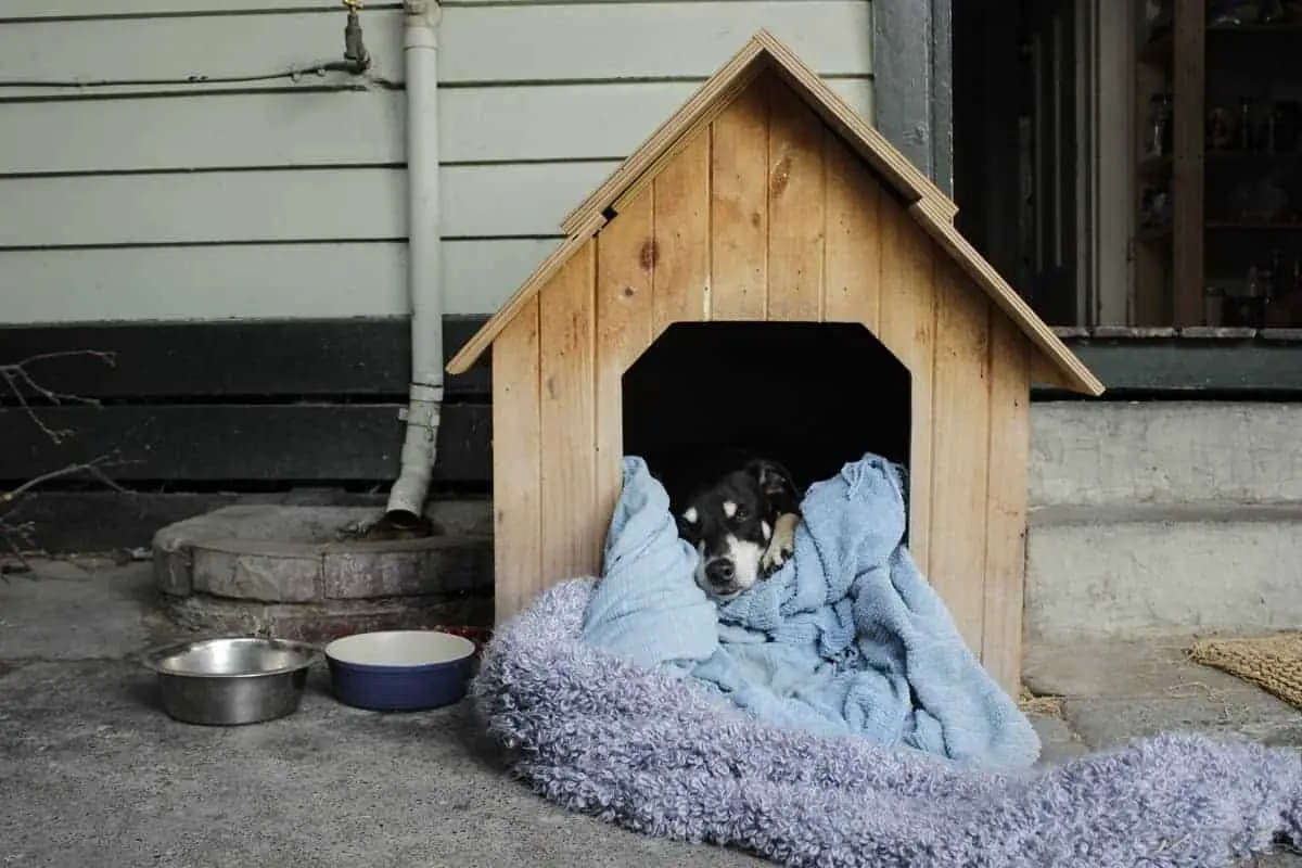 How to Heat a Dog House Without Electricity - pawscessories.com