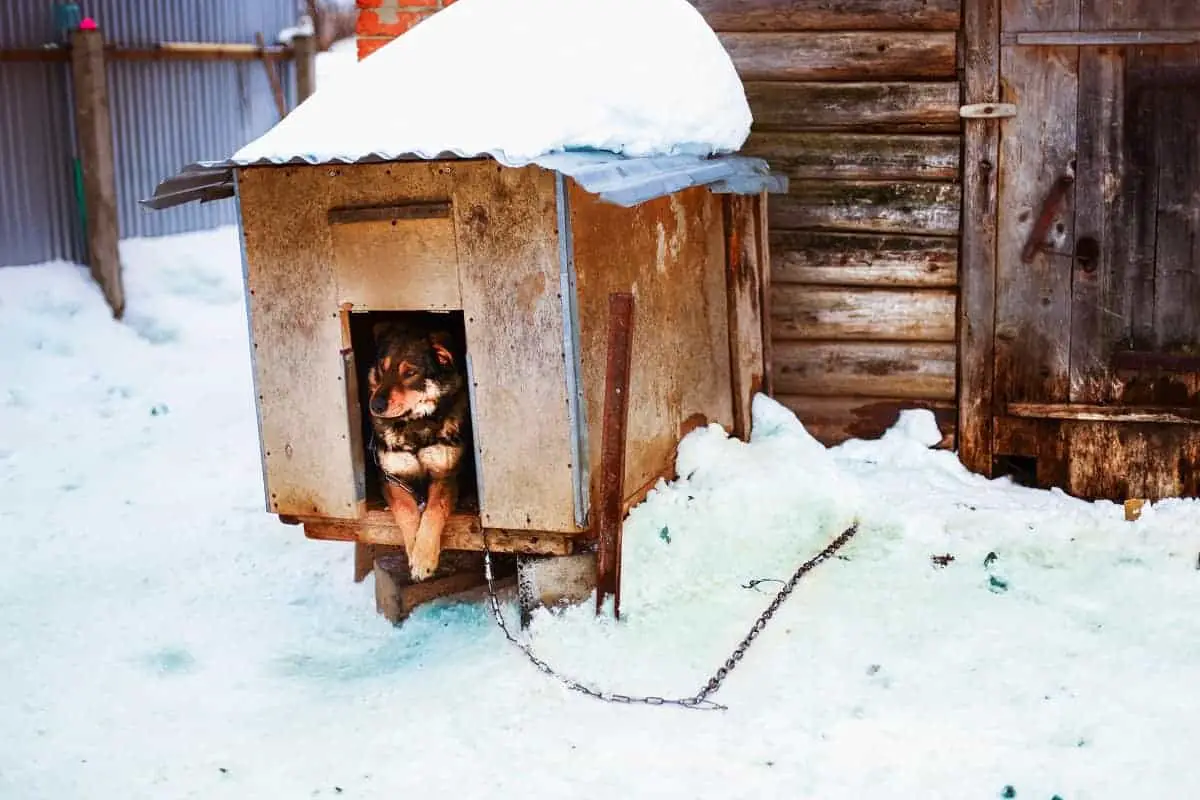 How to Keep a Dog House Warm in the Winter - pawscessories.com