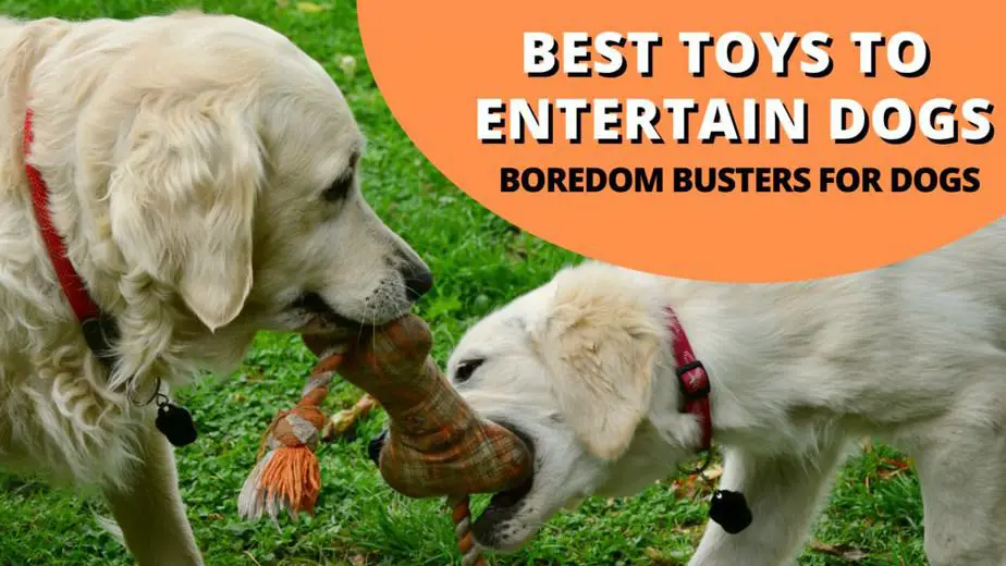 Best Toys To Entertain Dogs (BoredomBustersForDogs)