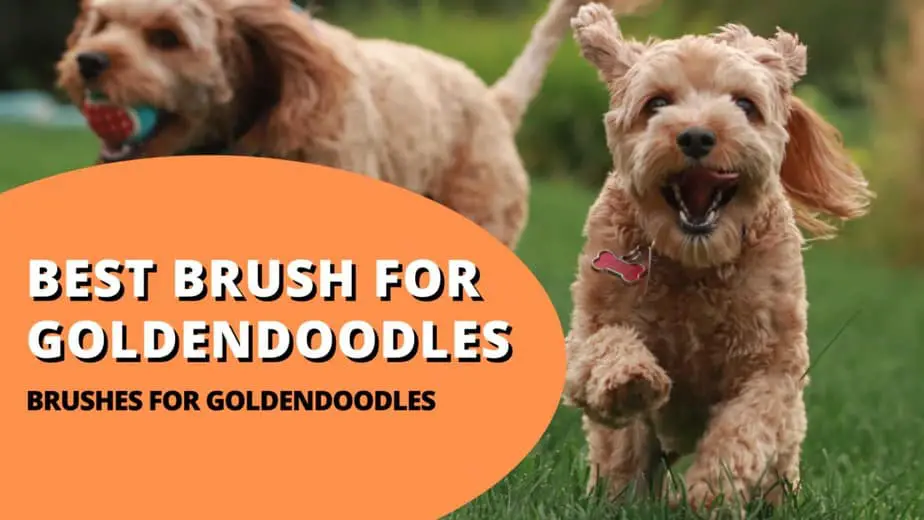 best brush for goldendoodle