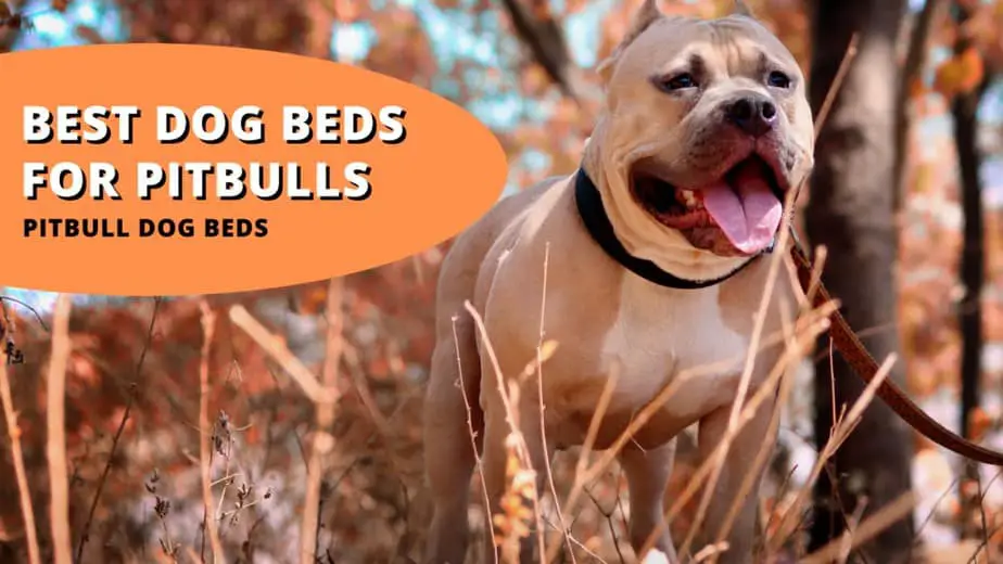 Best dog beds for pitbulls