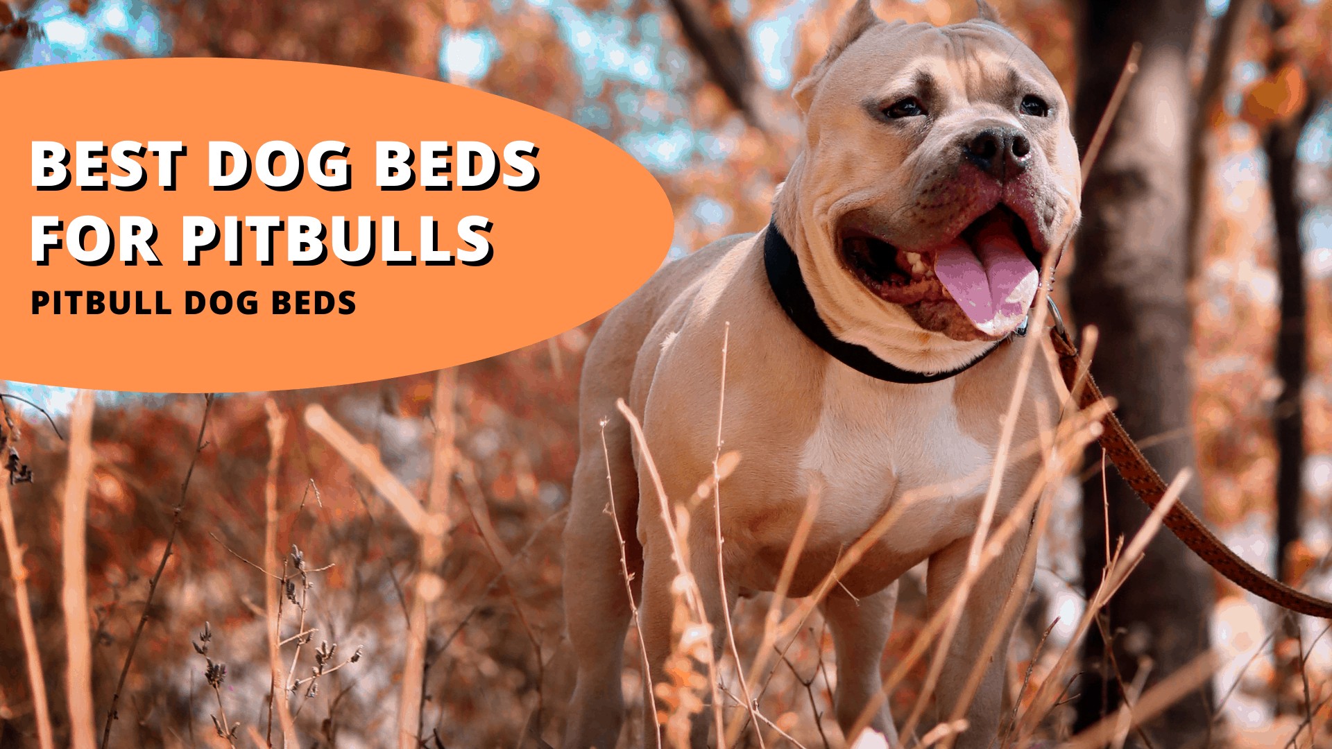 Best dog beds for pitbulls