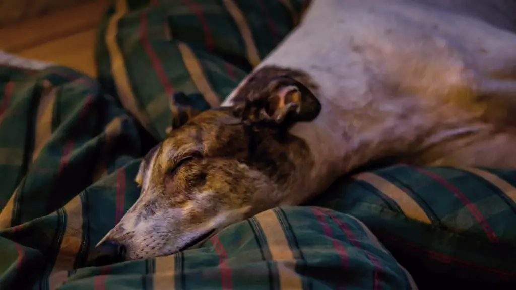 Greyhound beds