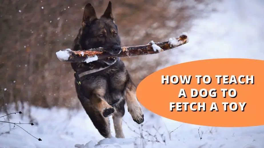 How to Teach a Dog to Fetch a Toy