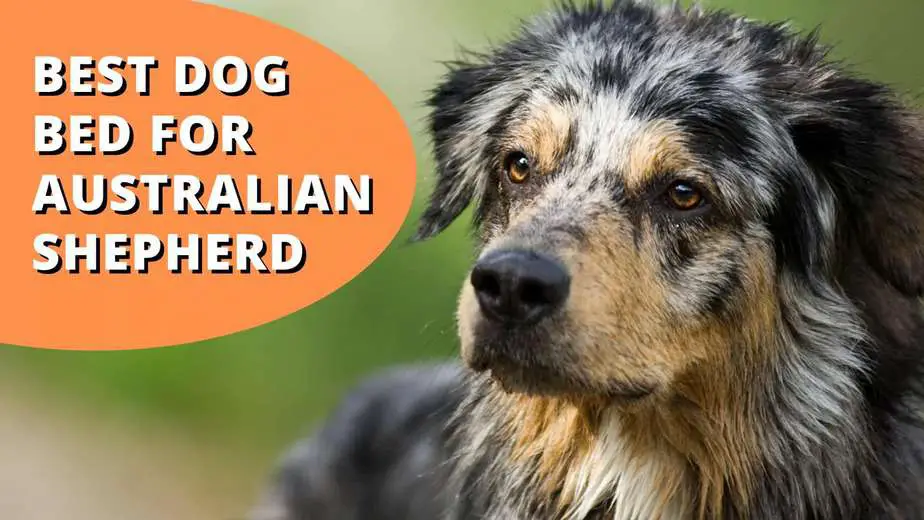best dog bed for australian shepherd