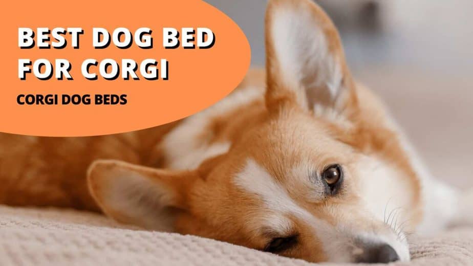 best dog bed for corgi