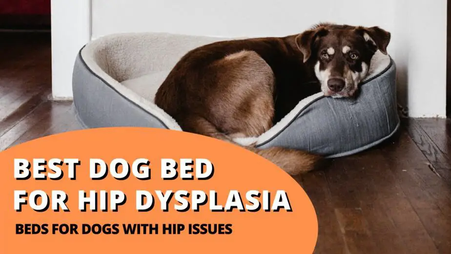 best dog bed for hip dysplasia