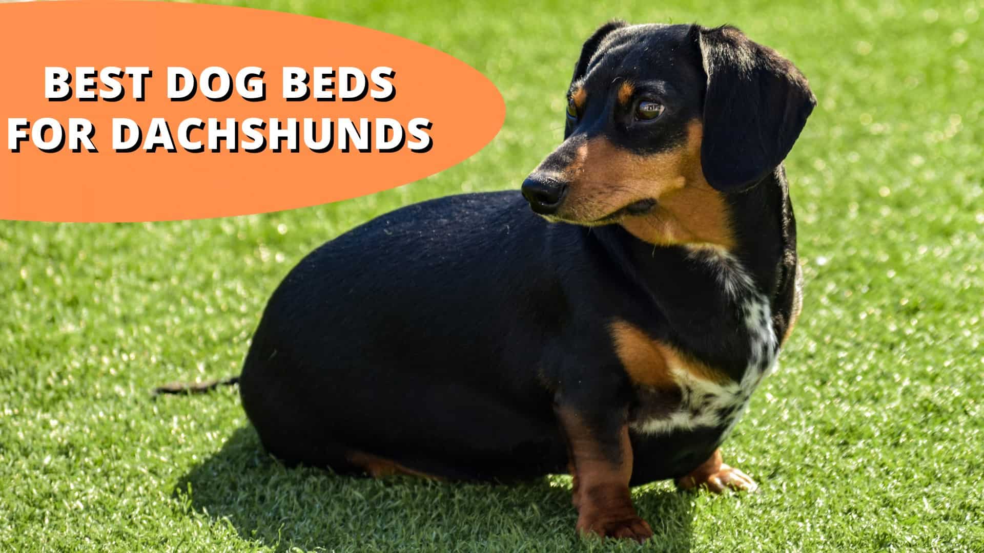 best dog beds for dachshunds