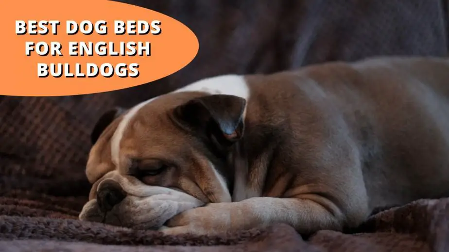 best dog beds for english bulldogs