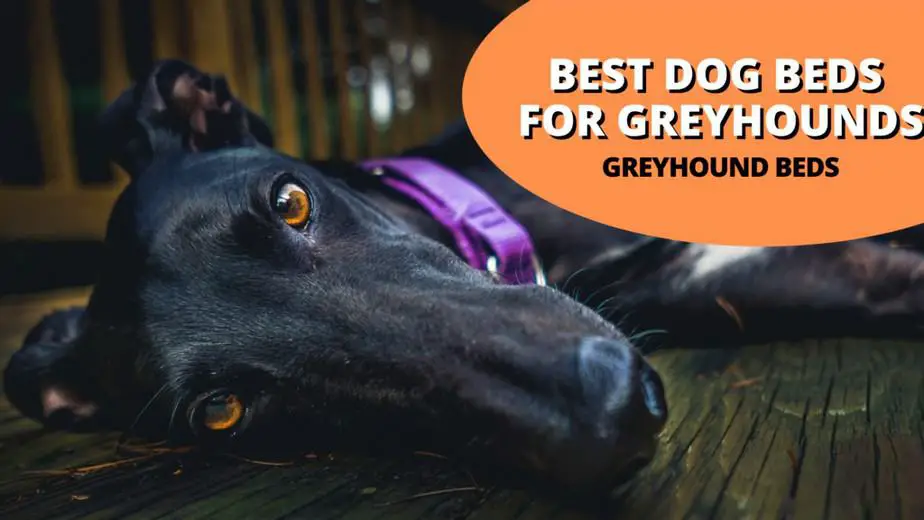 best dog beds for greyhounds (Greyhound beds)