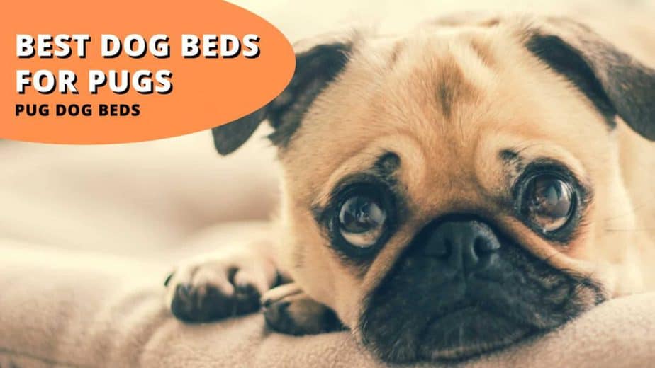 best dog beds for pugs (pug dog beds)