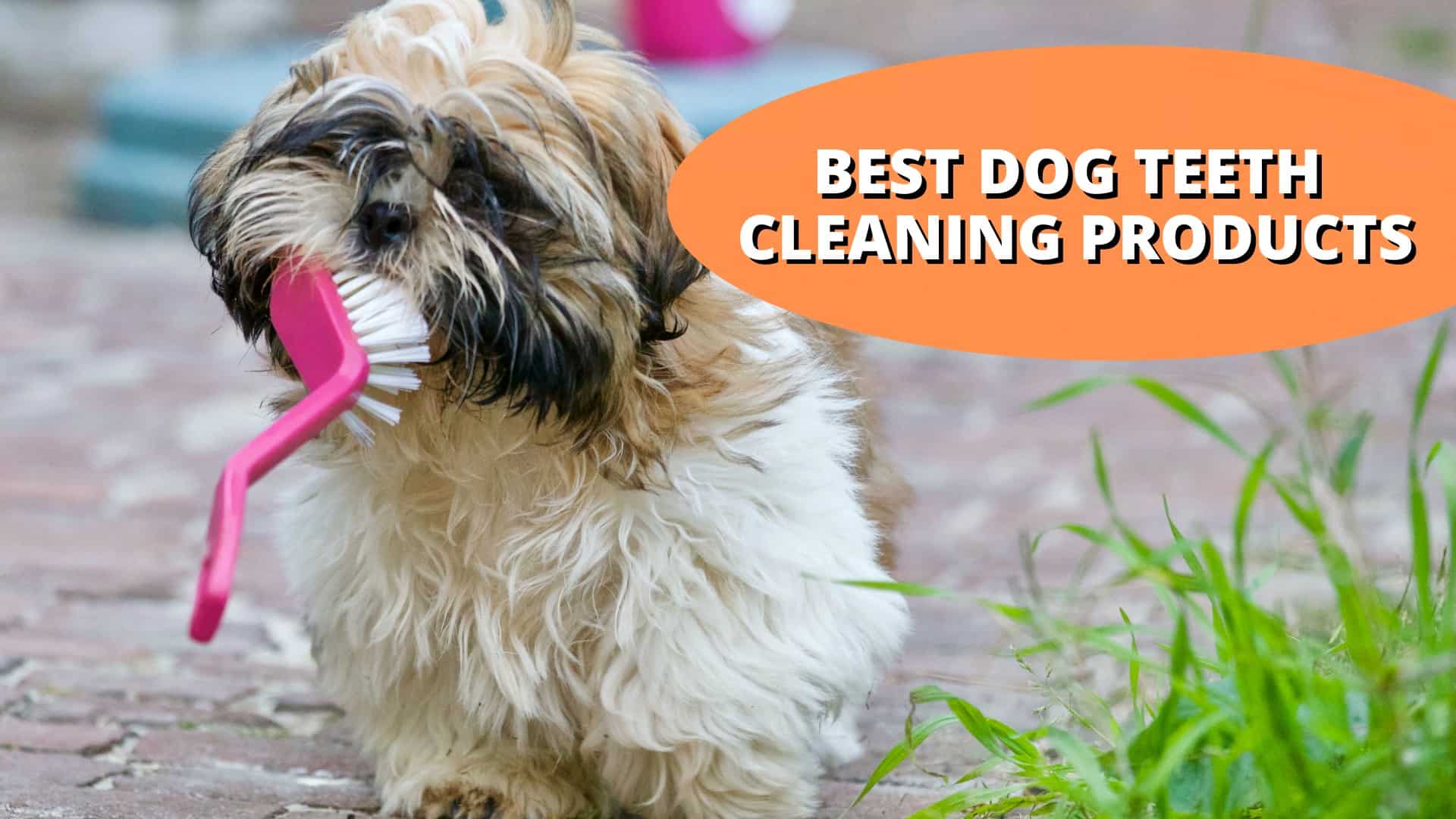 best dog teeth cleaning products