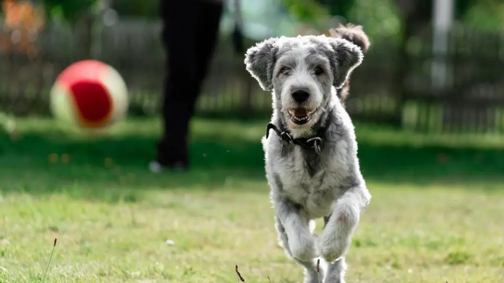 how to teach a dog to fetch a ball