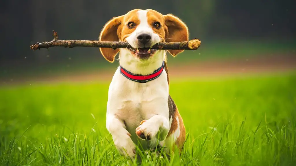 how to teach a dog to fetch a stick