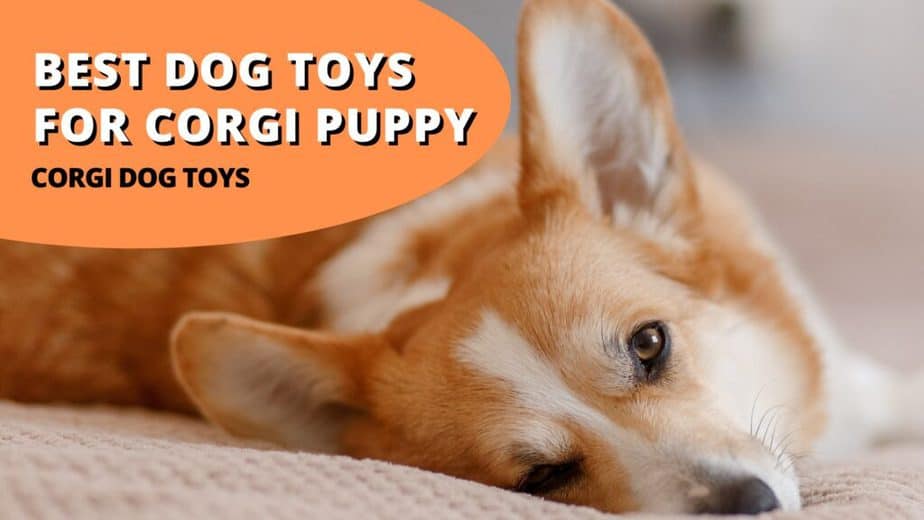 best dog toys for corgi puppy