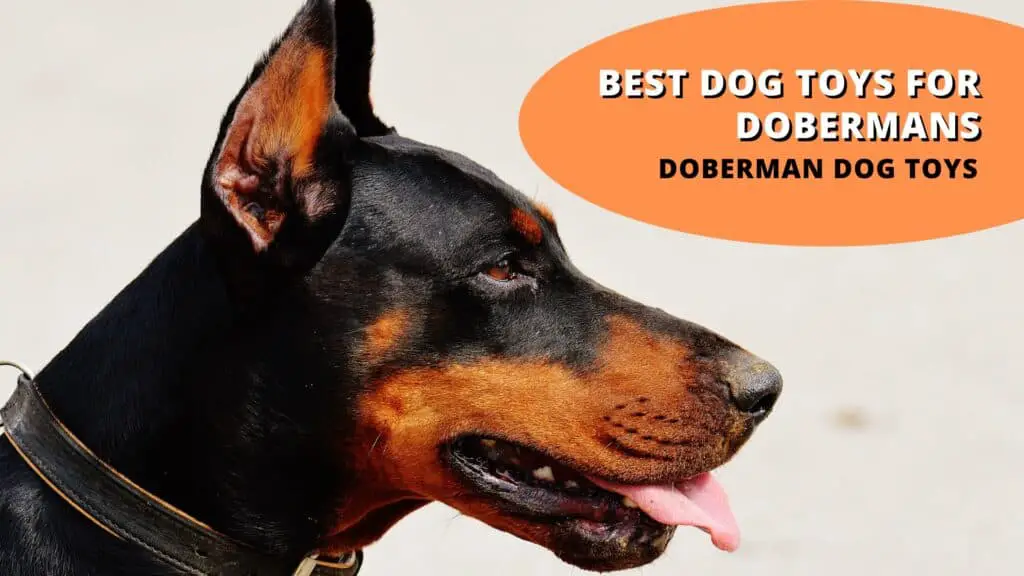 best dog toys for dobermans