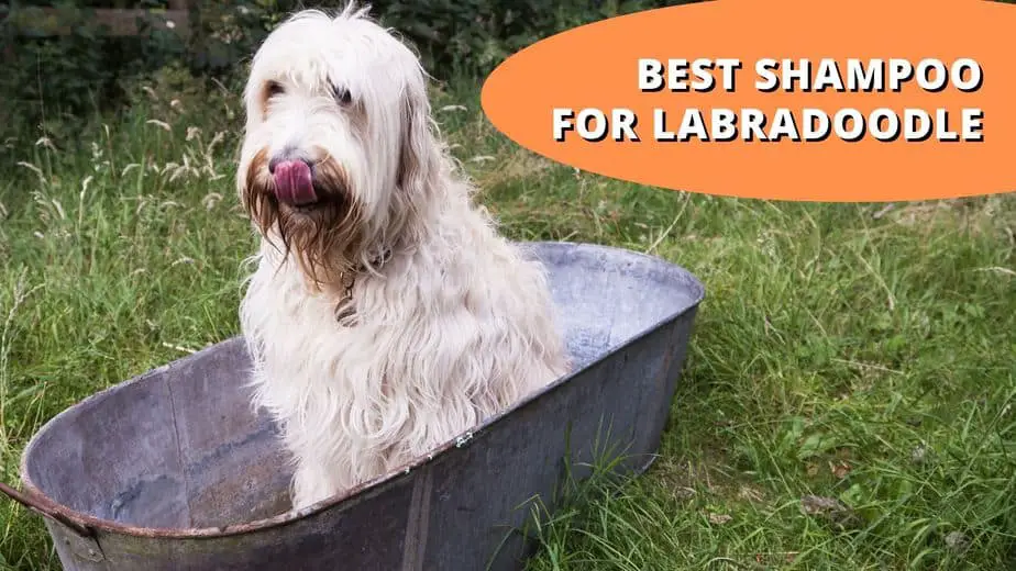 best shampoo for labradoodle