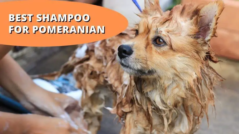 best shampoo for pomeranian
