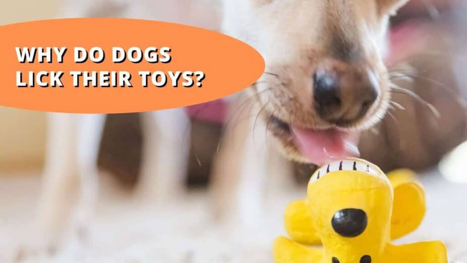 Why do dogs lick their toys