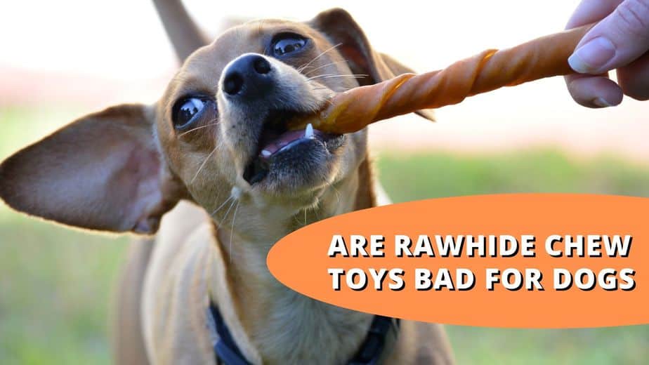 Are Rawhide Chew Toys Bad For Dogs