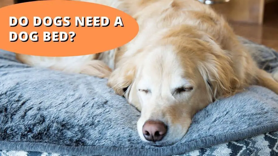 do dogs need a dog bed