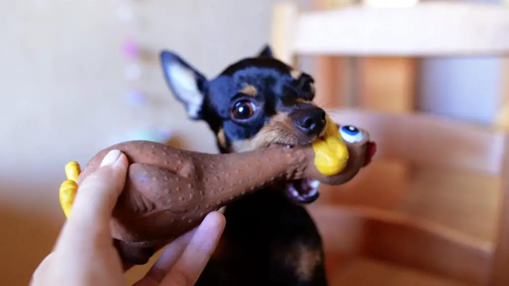 dog licking toy