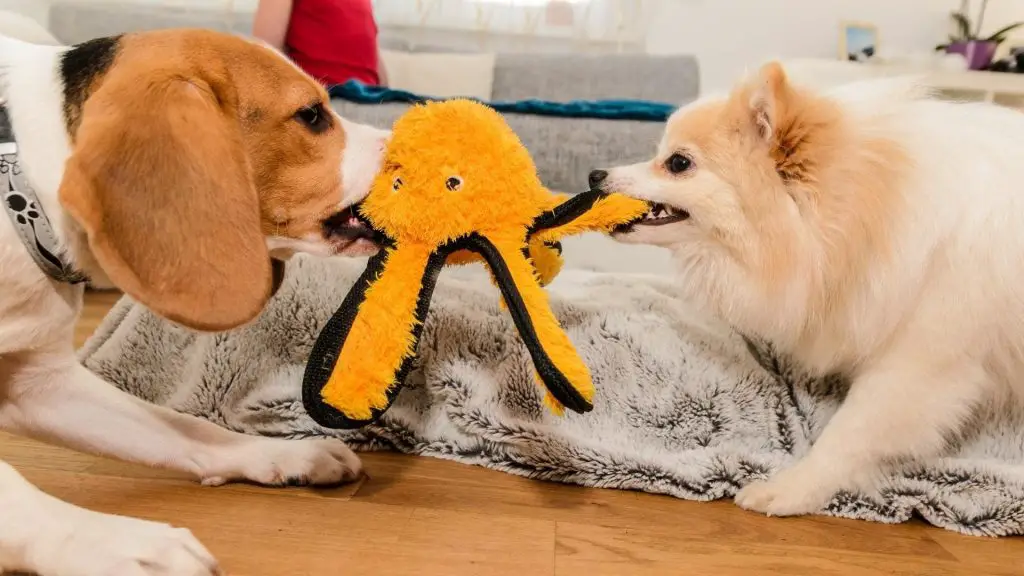 dogs fight over toys