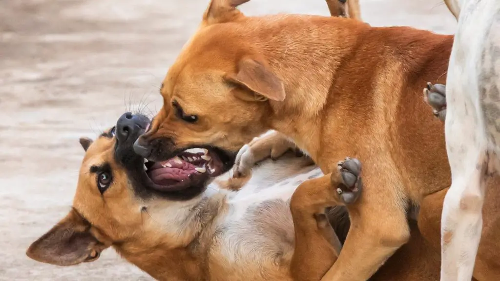 dogs fighting over food
