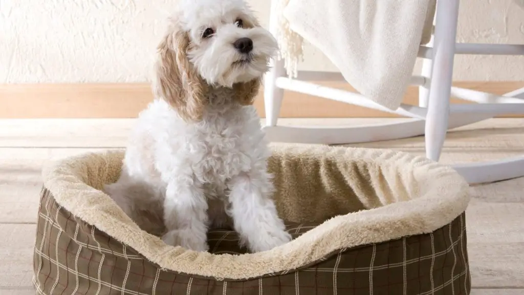 how often to replace a dog bed