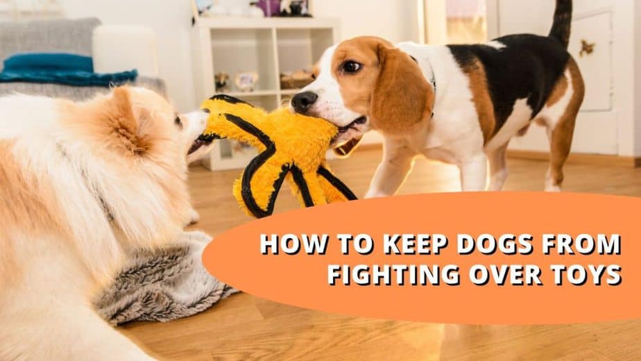 How To Keep Dogs From Fighting Over Toys