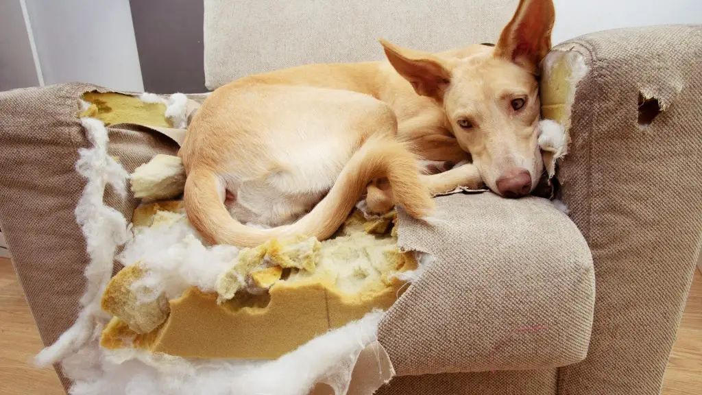 how to stop a dog from chewing his bed