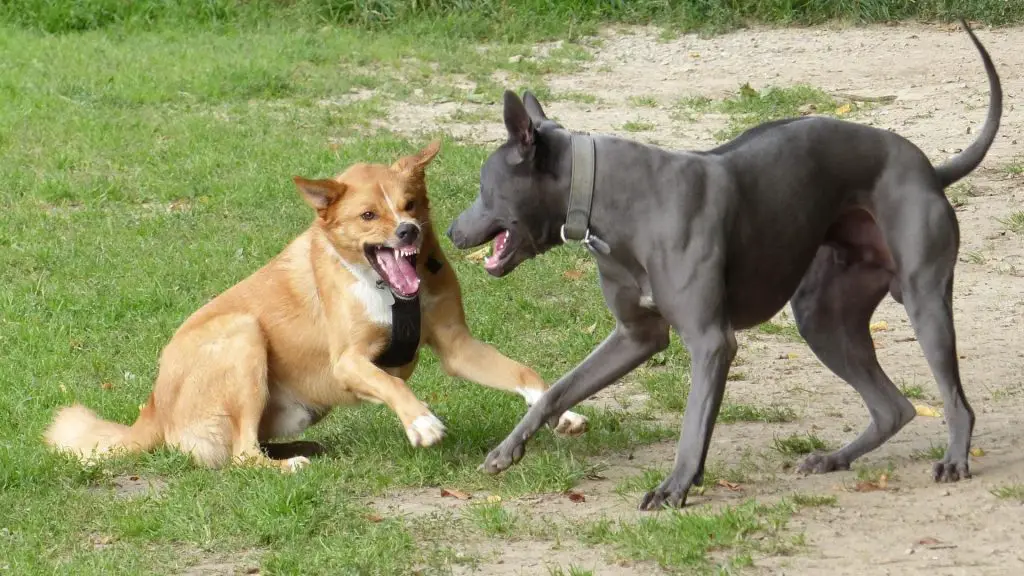 how to stop dogs from fighting over food
