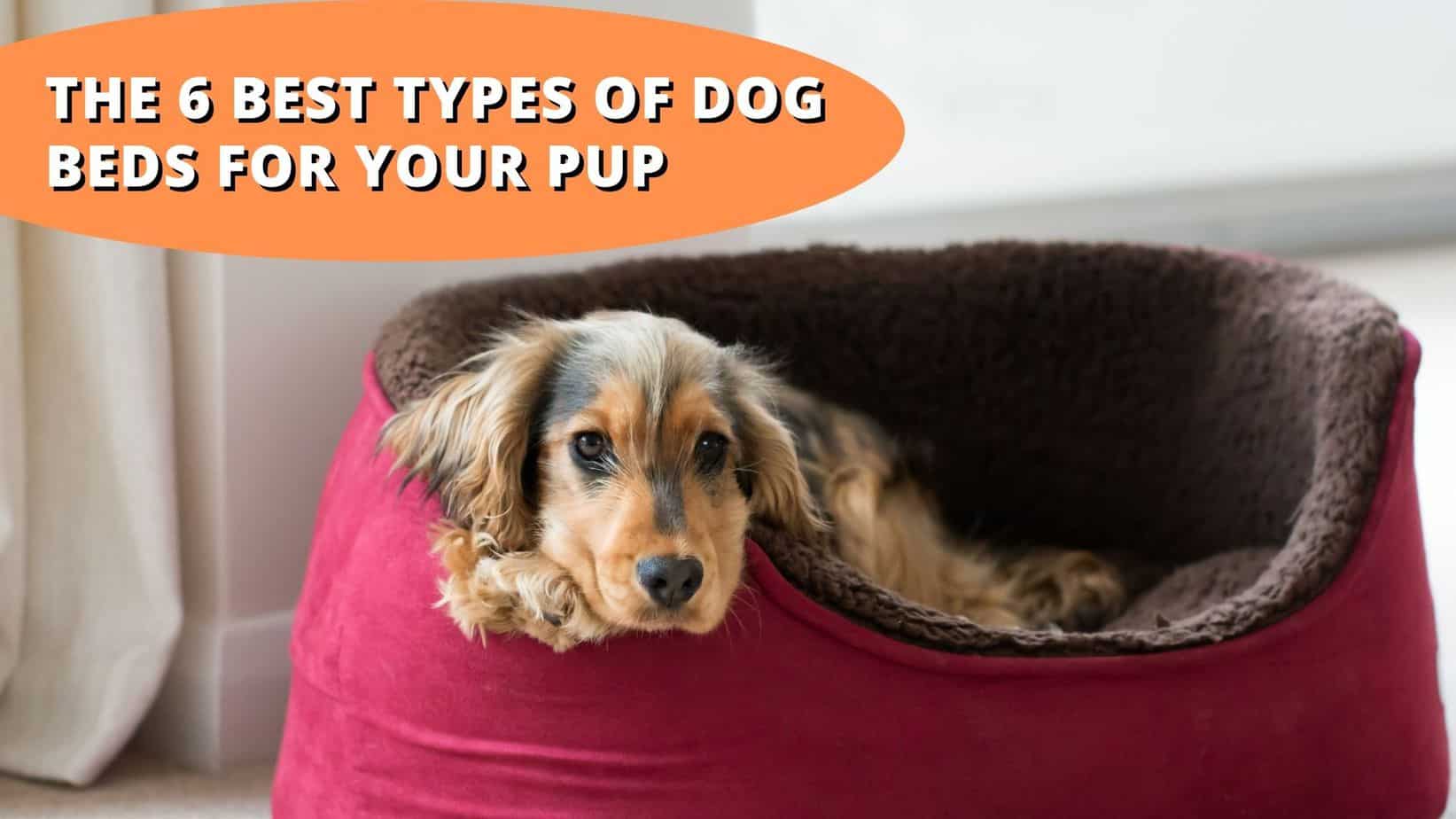 what is the best type of dog bed