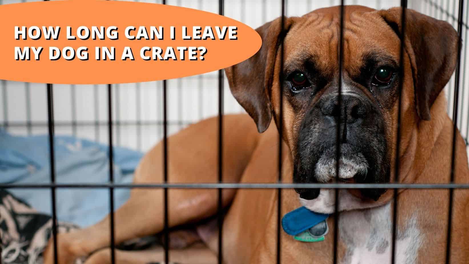how long can i leave my dog in a crate