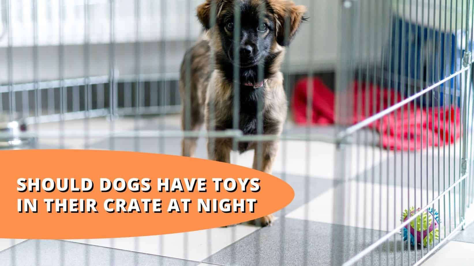 Should Dogs Have Toys In Their Crate At Night