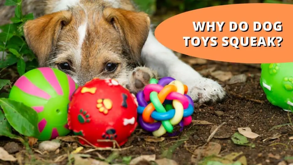 Why do dog toys squeak