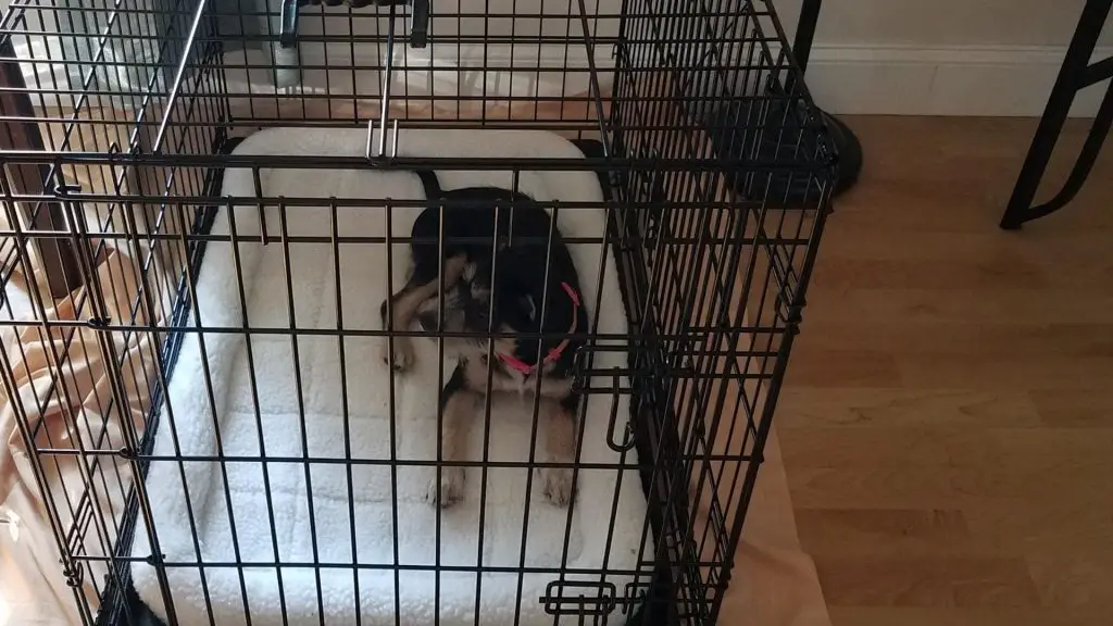 crate training puppy