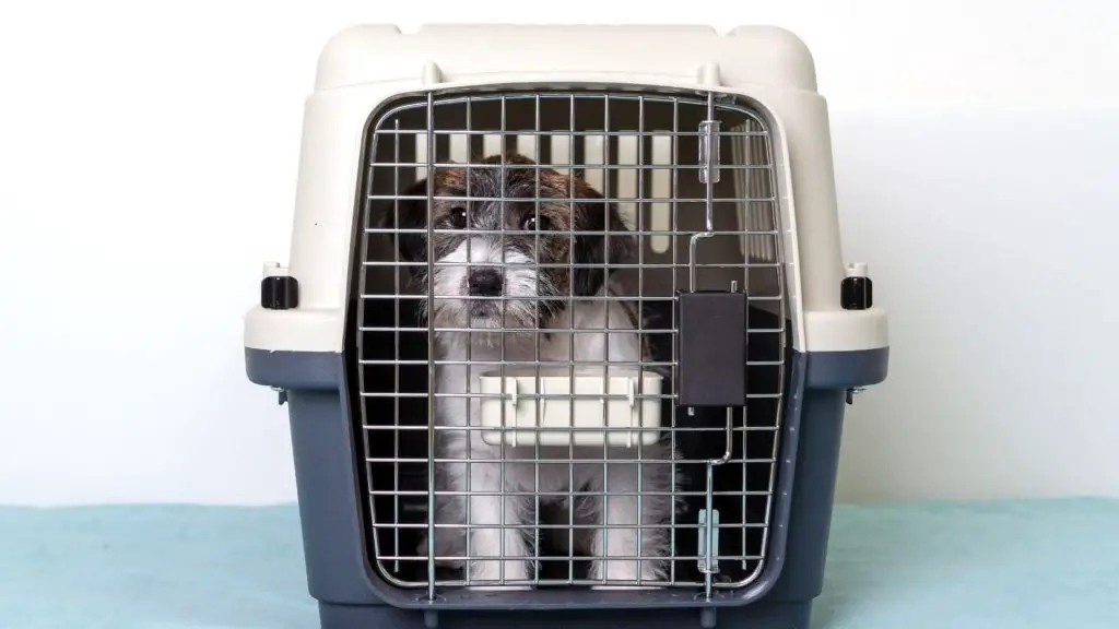 dog whines in crate