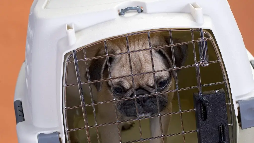 how long can you leave a dog in a crate