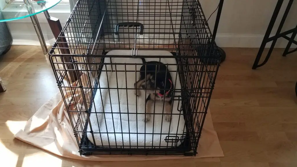 how to make a dog crate escape proof