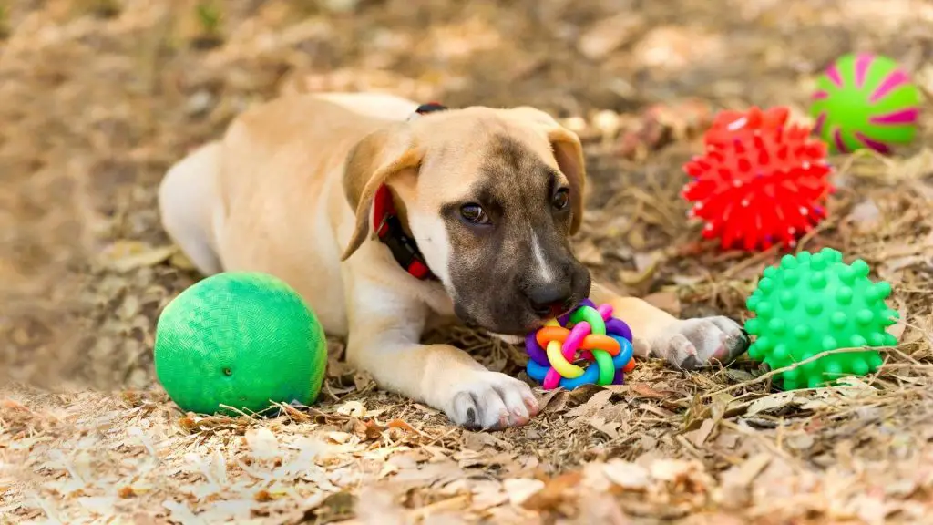 how to teach dogs to put toys away