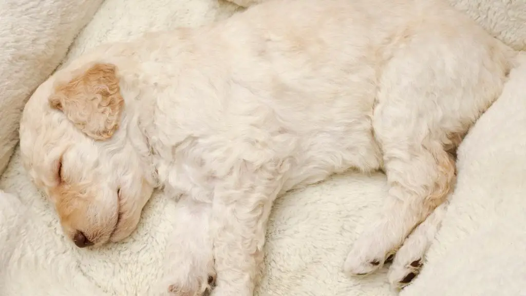 how to train dog to sleep on dog bed