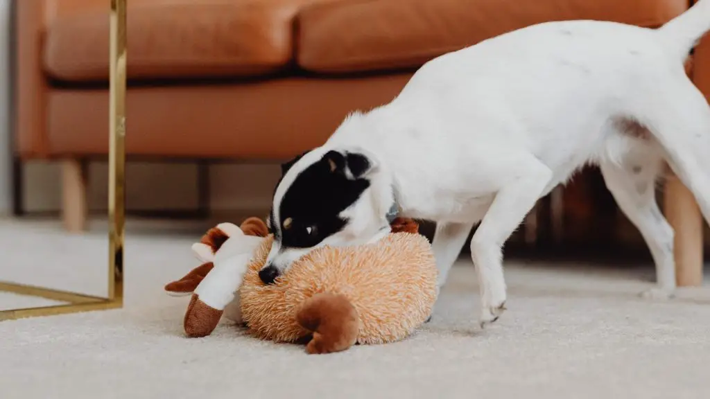 teach dogs to put toys away