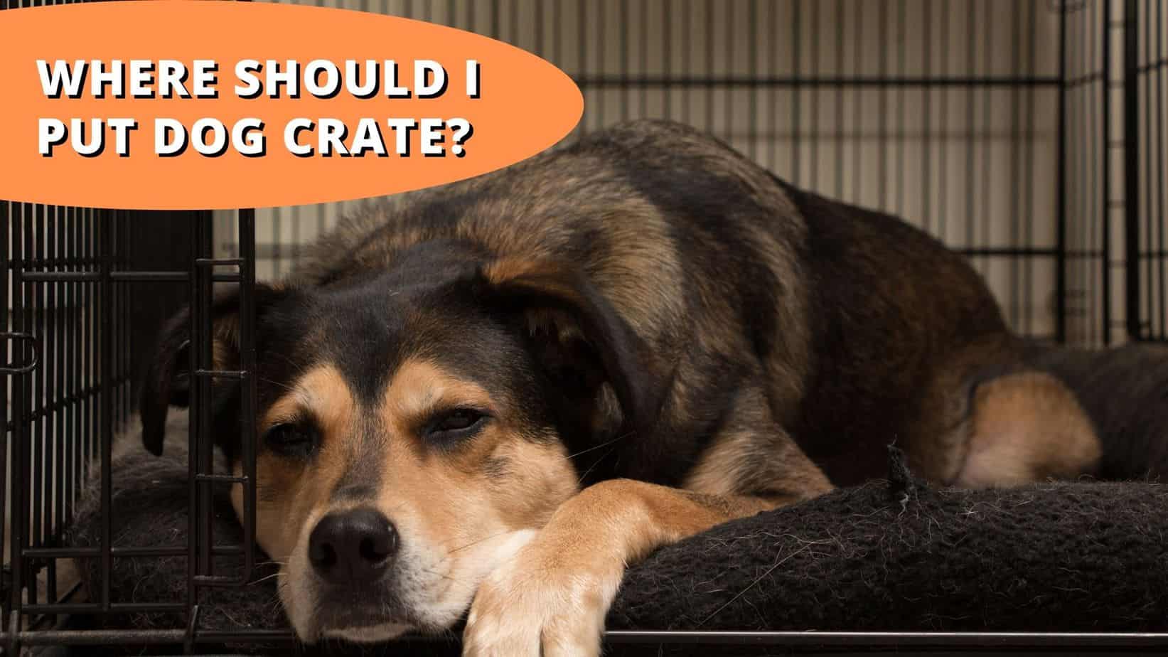where should i put dog crate