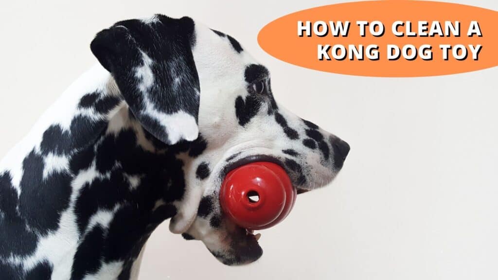 how to clean a kong dog toy