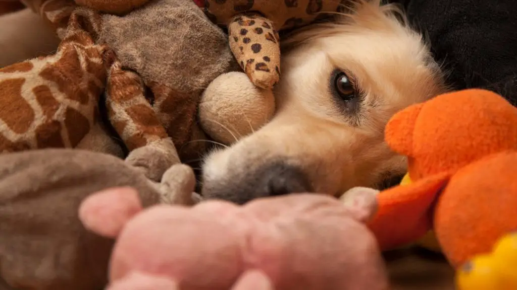 Why do dogs hide toys