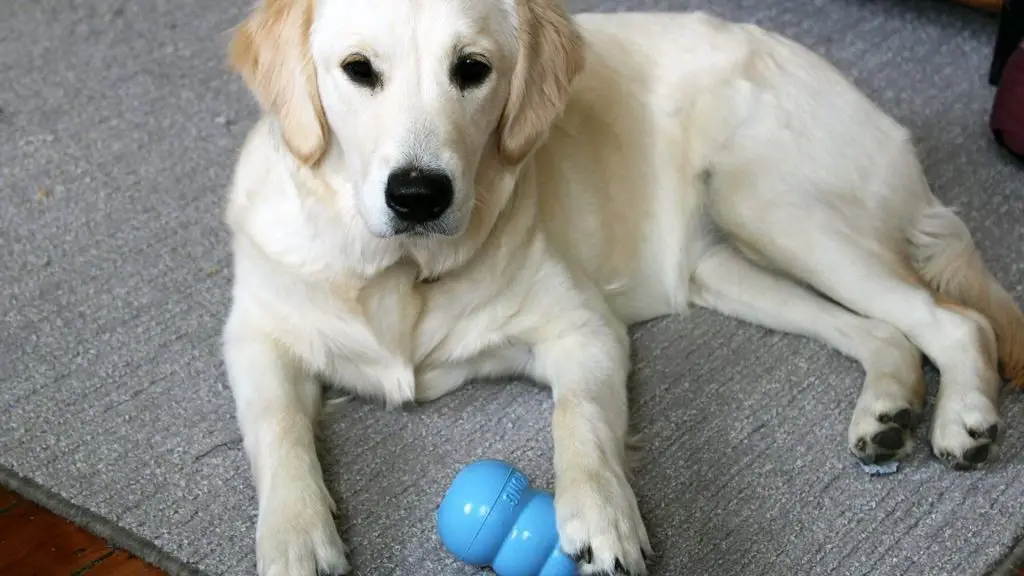how to clean kong dog toy