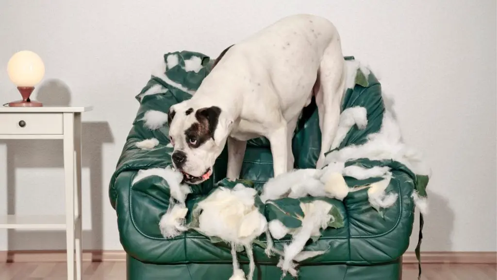 how to stop a dog from chewing his bed