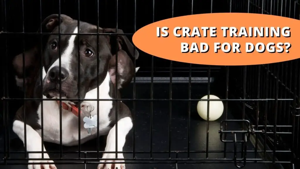 is crate training bad for dogs