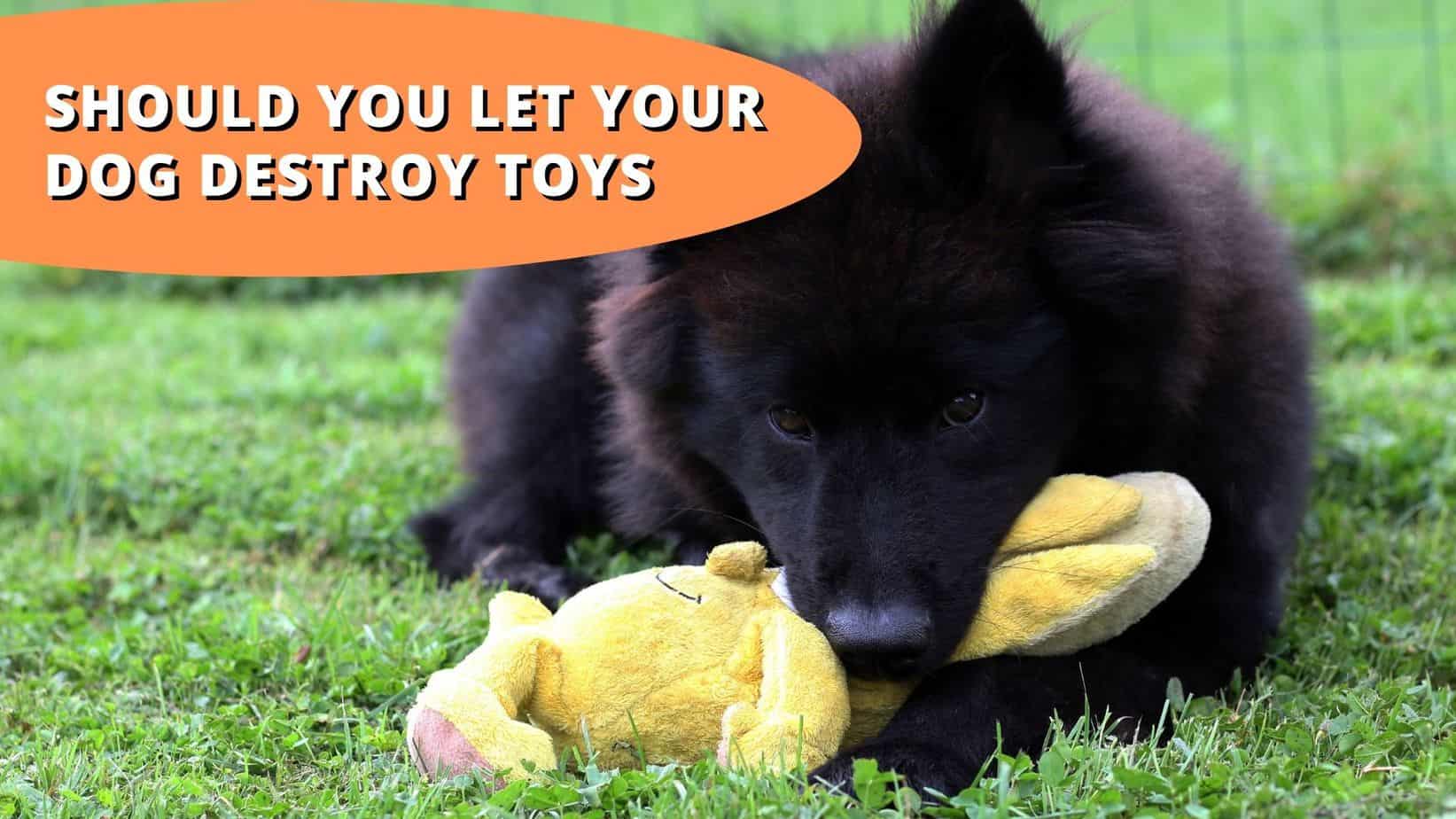 should you let your dog destroy toys